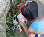 Small #5 American Pit Bull Terrier Mix