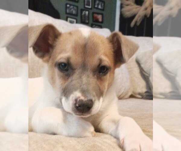 Medium Photo #1 Mutt Puppy For Sale in Holly Springs, NC, USA