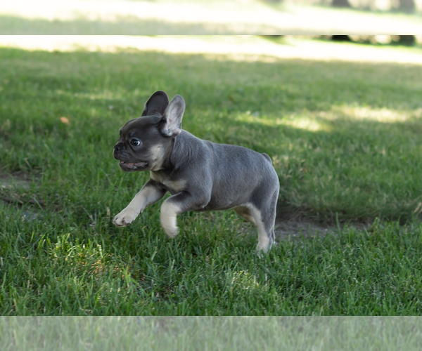 Medium Photo #3 French Bulldog Puppy For Sale in NAPPANEE, IN, USA