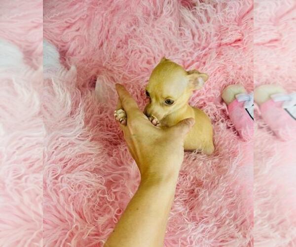 Medium Photo #26 Chihuahua Puppy For Sale in FORT LAUDERDALE, FL, USA