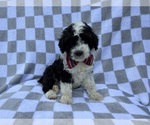 Small #3 Cockapoo (Miniature)