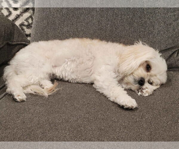 Medium Photo #7 Cavapoo Puppy For Sale in Fallbrook, CA, USA