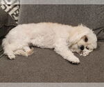 Small #6 Cavapoo
