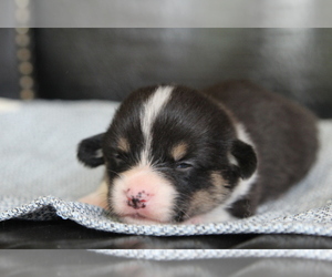 Pembroke Welsh Corgi Puppy for sale in FAIR GROVE, MO, USA