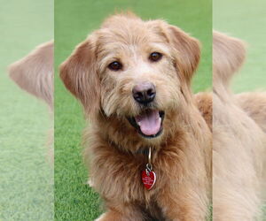 Goldendoodle Dogs for adoption in Glendale , AZ, USA