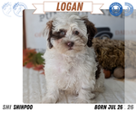 Small Photo #100 ShihPoo Puppy For Sale in GOSHEN, IN, USA