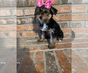 Yorkshire Terrier Puppy for sale in INDIANAPOLIS, IN, USA