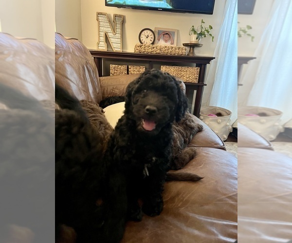 Medium Photo #2 Aussiedoodle-Labradoodle Mix Puppy For Sale in DAPHNE, AL, USA