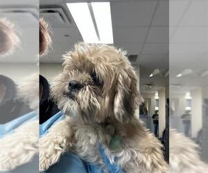 Shih Tzu Dogs for adoption in San Antonio, TX, USA