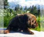 Small Photo #5 Labradinger Puppy For Sale in RATHDRUM, ID, USA