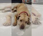 Small #48 American Pit Bull Terrier Mix