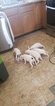 Small Photo #139 Bull Terrier Puppy For Sale in JACKSON, MI, USA