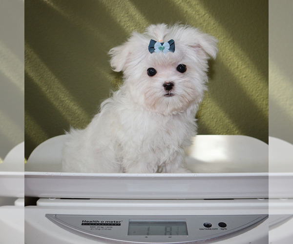 Medium Photo #5 Maltese Puppy For Sale in LOS ANGELES, CA, USA