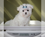Small #4 Maltese