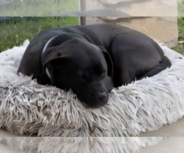 Medium Photo #4 Labrador Retriever-Unknown Mix Puppy For Sale in Alexander, AR, USA