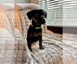 Small #5 Mutt