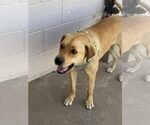 Small Photo #6 Labrador Retriever Puppy For Sale in EL PASO, TX, USA