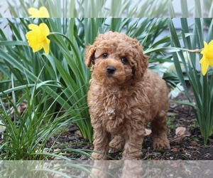 Medium Goldendoodle