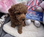 Puppy Valentina Poodle (Toy)