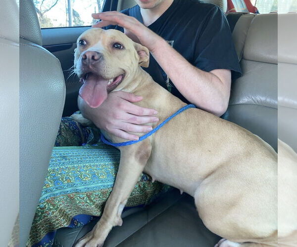 Medium Photo #4 American Pit Bull Terrier-Staffordshire Bull Terrier Mix Puppy For Sale in Ball Ground, GA, USA