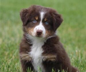 Australian Shepherd Puppy for sale in BRIGHTON, CO, USA