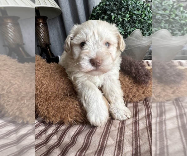 Medium Photo #5 Schnauzer (Miniature) Puppy For Sale in FAIRFIELD, CA, USA