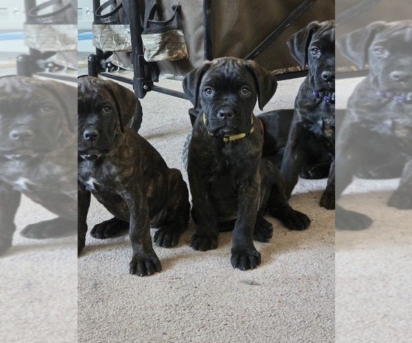 Medium Photo #24 Cane Corso Puppy For Sale in BLANCA, CO, USA