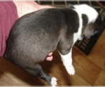 Small Photo #6 Boston Terrier Puppy For Sale in CRKD RVR RNCH, OR, USA