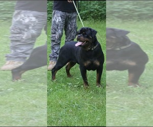 Mother of the Rottweiler puppies born on 05/16/2025