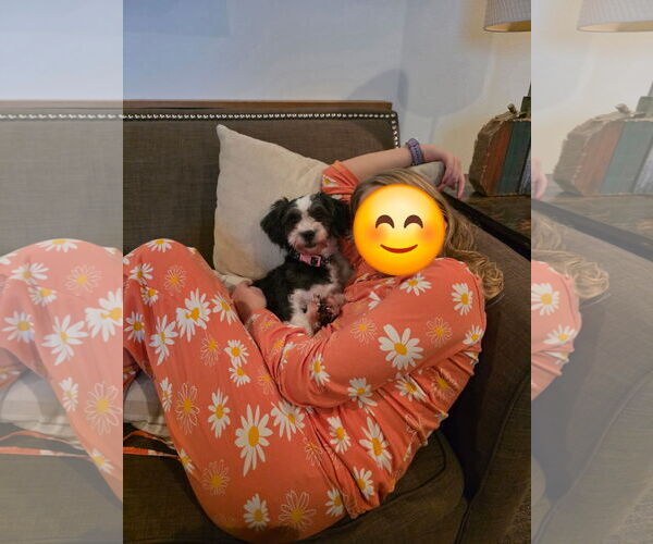 Medium Photo #3 Havanese Puppy For Sale in Sioux Falls, SD, USA