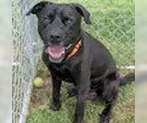 Labrador Retriever-Unknown Mix Dogs for adoption in Bristol, CT, USA