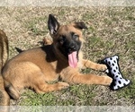 Small Photo #1 Belgian Malinois Puppy For Sale in ELLERBE, NC, USA