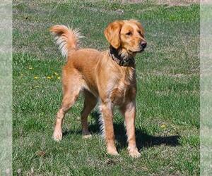 Mother of the Golden Retriever puppies born on 08/14/2026