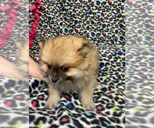 Pomeranian Puppy for sale in VAN BUREN, AR, USA