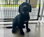 Small Labrador Retriever