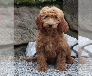 Goldendoodle Puppy for sale in FREDERICKSBURG, OH, USA