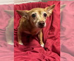 Small #1 Chihuahua Mix
