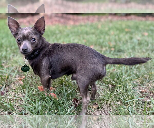 Medium Photo #3 Chihuahua Puppy For Sale in Cary, NC, USA