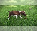 Small #4 Brittany