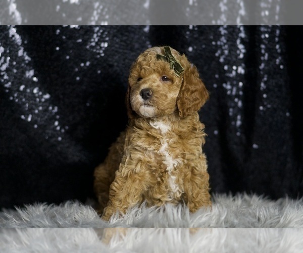 Medium Photo #120 Goldendoodle (Miniature) Puppy For Sale in WARSAW, IN, USA