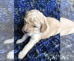 Small Photo #3 Labradoodle Puppy For Sale in MIFFLINBURG, PA, USA
