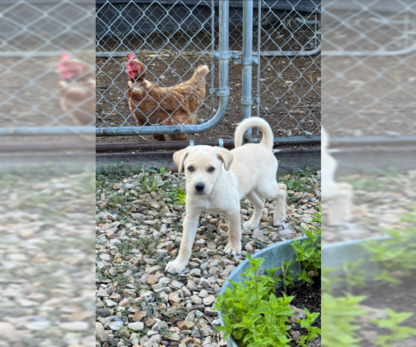 Medium Photo #5 Labrador Retriever-Unknown Mix Puppy For Sale in MIDWAY, UT, USA