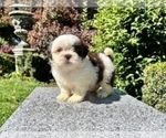 Puppy 3 Shih Tzu