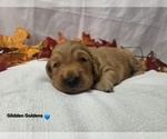 Puppy Blue Collar Golden Retriever