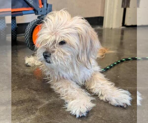 Medium Photo #1 Lhasa Apso-Unknown Mix Puppy For Sale in Rockwall, TX, USA