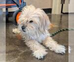 Small Lhasa Apso Mix