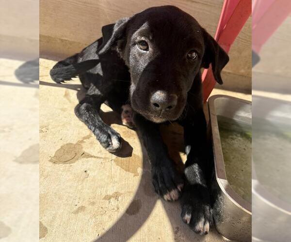 Medium Photo #1 Labrador Retriever Puppy For Sale in San Antonio, TX, USA