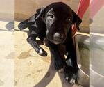 Small Labrador Retriever
