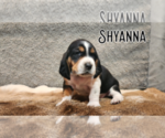 Puppy Shyanna Basset Hound