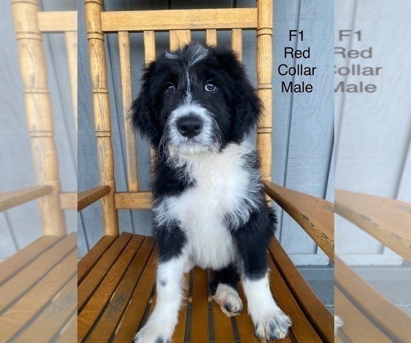 Medium Photo #1 Bordoodle Puppy For Sale in BAILEYTON, TN, USA
